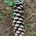 Pinus wallichiana cone